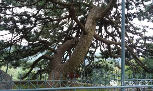 【泰信幕墻】徂徠山國家森林公園一日游