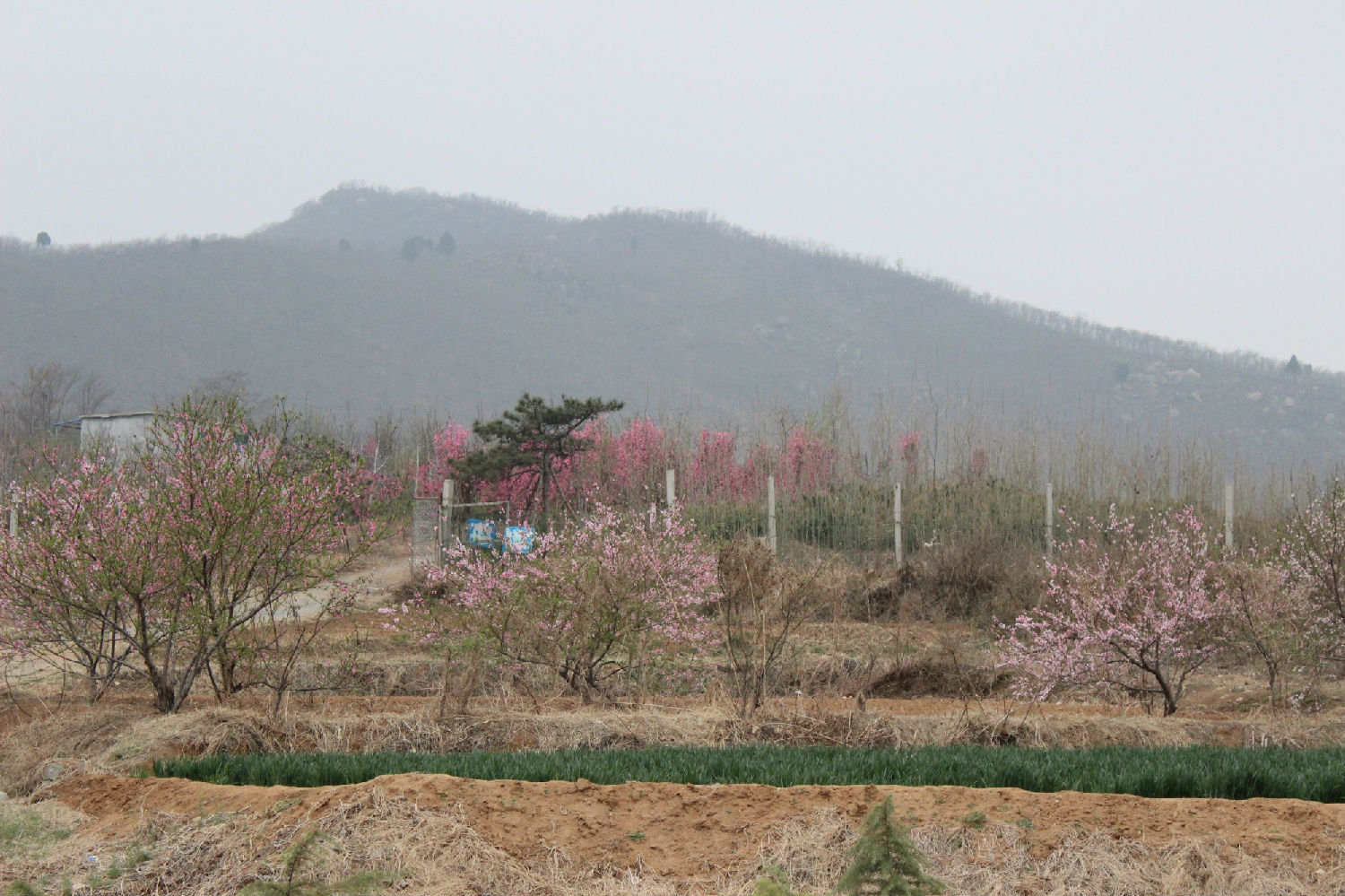 春日美景