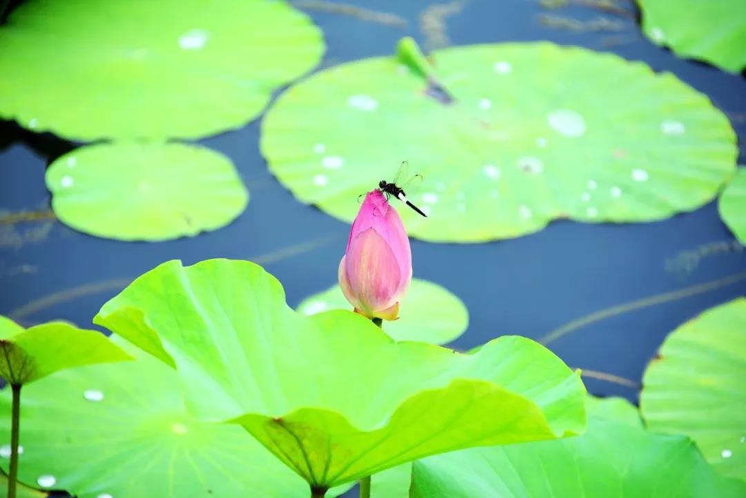 小暑荷花